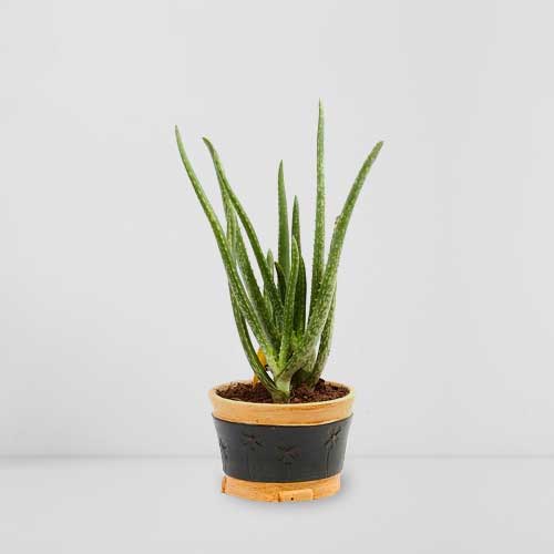 Aloe Vera Plant-Send Sympathy Plants To Italy